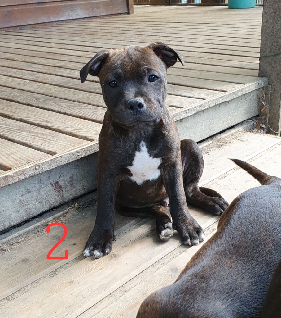 Des Huggy Dogs - Chiot disponible  - Staffordshire Bull Terrier