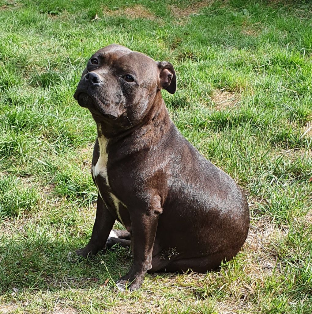 Chiot Staffordshire Bull Terrier Des Huggy Dogs